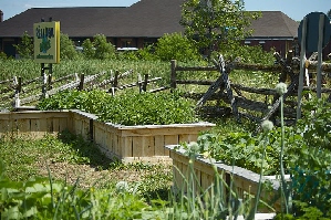 Community Garden